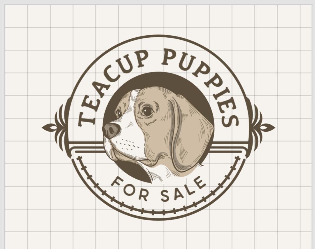 Teacup Puppies For Sale