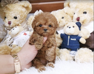 Screen Shot 2025-12-02 at 5.57.53 AM