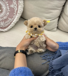 Screen Shot 2025-12-02 at 5.58.32 AM