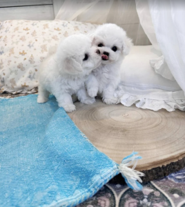 Screen Shot 2025-12-02 at 6.00.30 AM