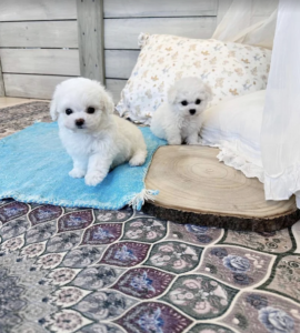 Screen Shot 2025-12-02 at 6.00.50 AM