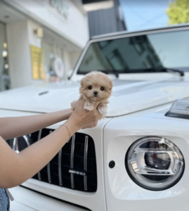 Screen Shot 2025-12-02 at 6.04.04 AM