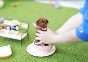 Screen Shot 2025-12-02 at 6.11.04 AM