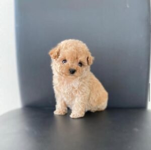 ffb7d52c-6804-45f6-b343-1c6fec4a4295