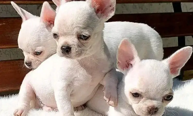 Teacup Puppies for Sale – Benefits, Care Tips & FAQs for Pet Lovers