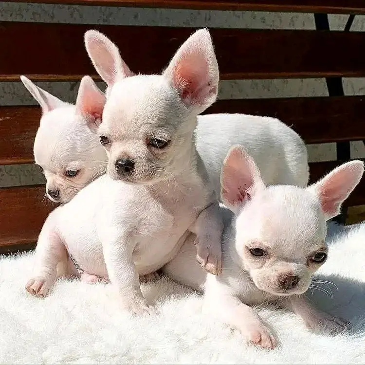 Teacup Puppies for Sale – Benefits, Care Tips & FAQs for Pet Lovers