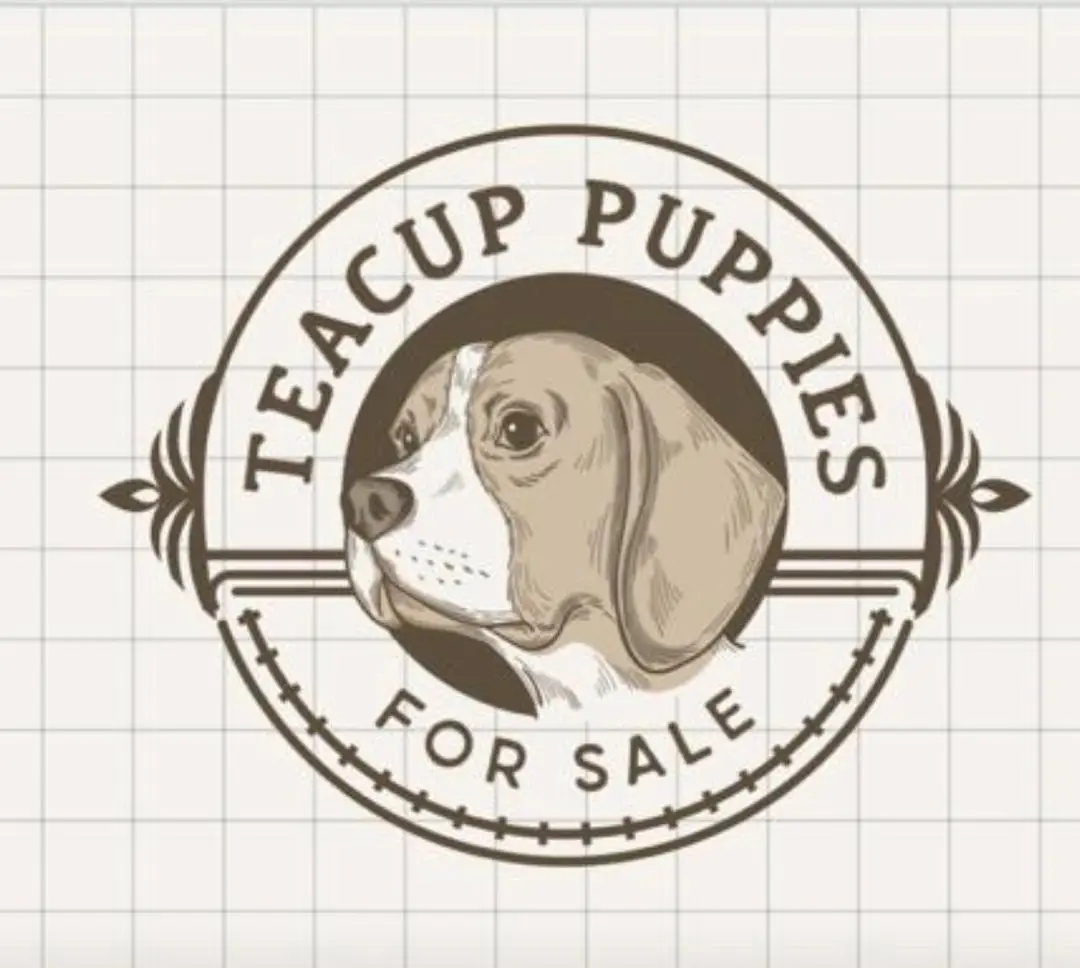 Teacup Puppies For sale in Usa and Canada